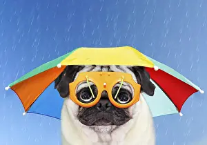 Miserable: Pug Dog wearing umbrella hat in the rain looking