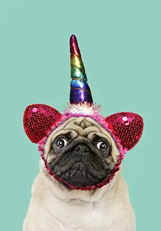 Unicorn: Pug Dog, wearing unicorn horn hat / headwear