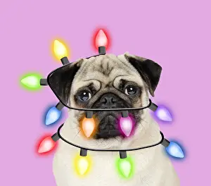 19271: Pug Dog wrapped in christmas lights