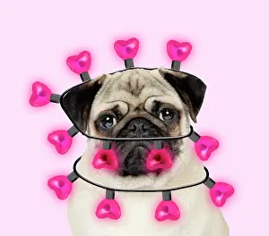 19271: Pug Dog wrapped in heart shaped pink lights