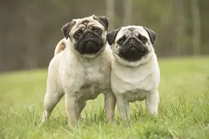 050719: Two Pug dogs outdoors