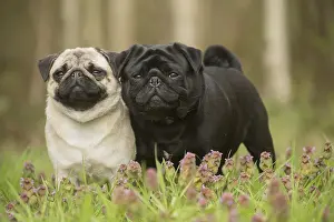 050719: Two Pug dogs outdoors