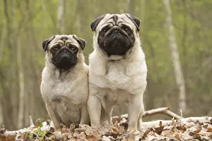 050719: Two Pug dogs outdoors