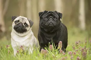 Pugs: Two Pug dogs outdoors
