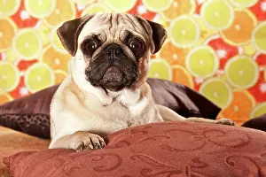 Beds: Pug lying down