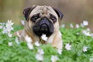 Anemones: Pug lying in meadow with wood anemones, Schleswig-Holstein