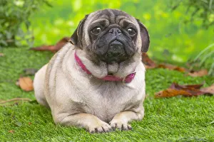 071120: Pug lying down outside in the garden