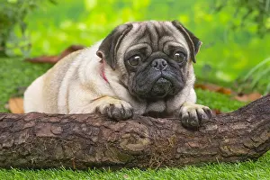 071120: Pug lying down outside in the garden