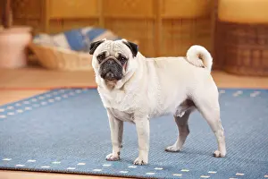 Room: Pug, male, likes carpeting in the living room