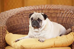Chair: Pug, male, lying in basket chair