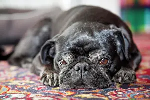Sleep: Pug, male, portrait, lying snoozing on carpet, frontal