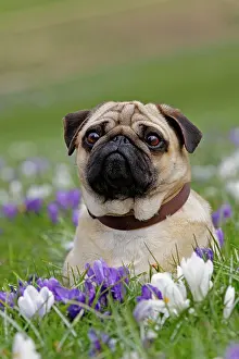 Crocuses: Pug in meadow with crocuses, Schleswig-Holstein