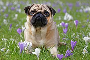 Hera: Pug in meadow with crocuses, Schleswig-Holstein