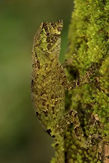 Norops: Pug-nosed Anole