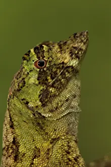 Norops: Pug-nosed Anole
