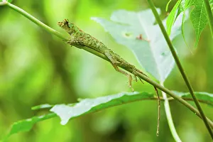 Norops: Pug-nosed Anole