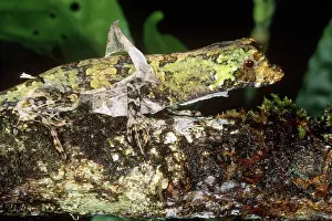 Capito: Pug-Nosed Anole
