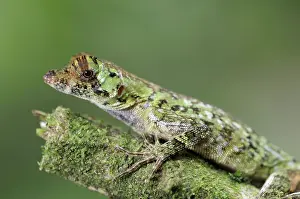 Norops: Pug-nosed anole