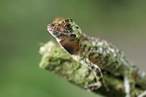 Norops: Pug-nosed anole