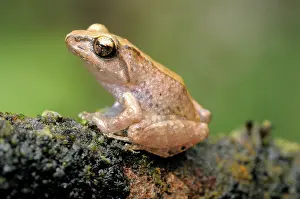 Eliya: Pug-nosed Shrub Frog