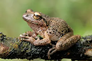 Eliya: Pug-nosed Shrub Frog