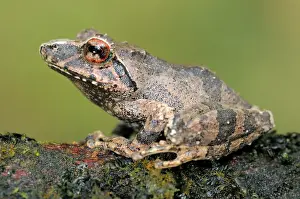Eliya: Pug-nosed Shrub Frog