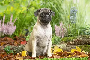 Pugs: Pug outdoors in the garden