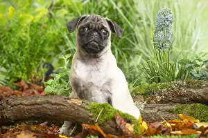 Pugs: Pug outdoors in the garden