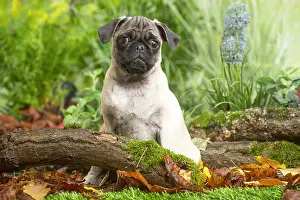 Pugs: Pug outdoors in the garden