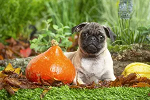 Pugs: Pug outdoors in the garden