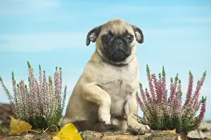 Lifting: Pug outdoors in the garden