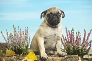 Pugs: Pug outdoors in the garden