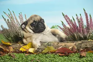Pugs: Pug outdoors in the garden