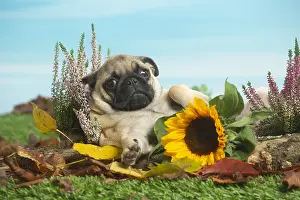 Pugs: Pug outdoors in the garden