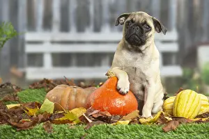 Pugs: Pug outdoors in the garden