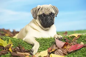 Pugs: Pug outdoors in the garden