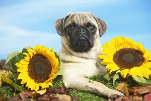 Pugs: Pug outdoors in the garden lying down between sunflowers