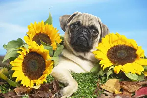 Pugs: Pug outdoors in the garden lying down between sunflowers