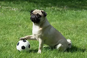 Football: Pug with its paw on a football