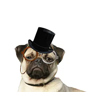 Gent: Pug, portrait with top hat glasses
