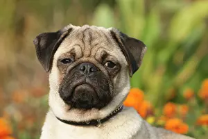 Mops: Pug, portrait Mops, Canis lupus f. familiaris, Portr&, x4d2c;