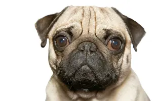 Peop: Pug, portrait Portrait eines Mopses