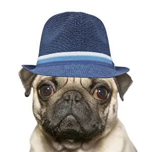 250721: Pug, portrait wearing blue hat