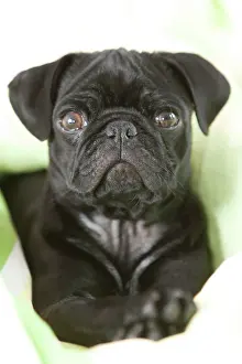 Blankets: Pug puppy, 4 months, in bed, portrait Mopswelpe