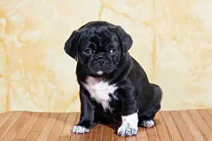 230518: Pug, puppy