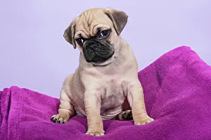 Grumpy: Pug, puppy