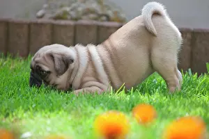 Friskily: Pug, puppy, game call