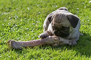 Grip: Pug, puppy on a large bone, Germany, Europe