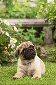 Cocked: Pug puppy outdoors in the garden