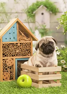 Crate: Pug puppy outdoors in the garden